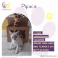 Pipoca