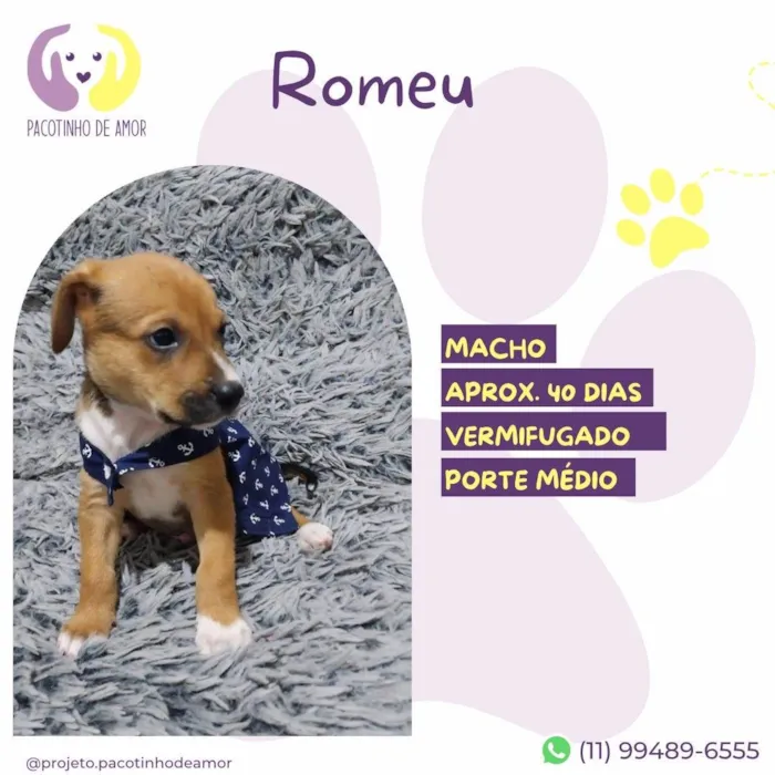 Cachorro ra a SRD-ViraLata idade 2 a 6 meses nome Romeu 