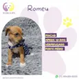 Romeu