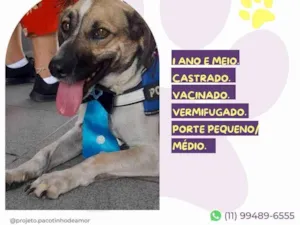 Cachorro raça SRD-ViraLata idade 1 ano nome Juninho