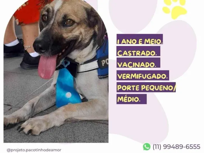 Cachorro ra a SRD-ViraLata idade 1 ano nome Juninho