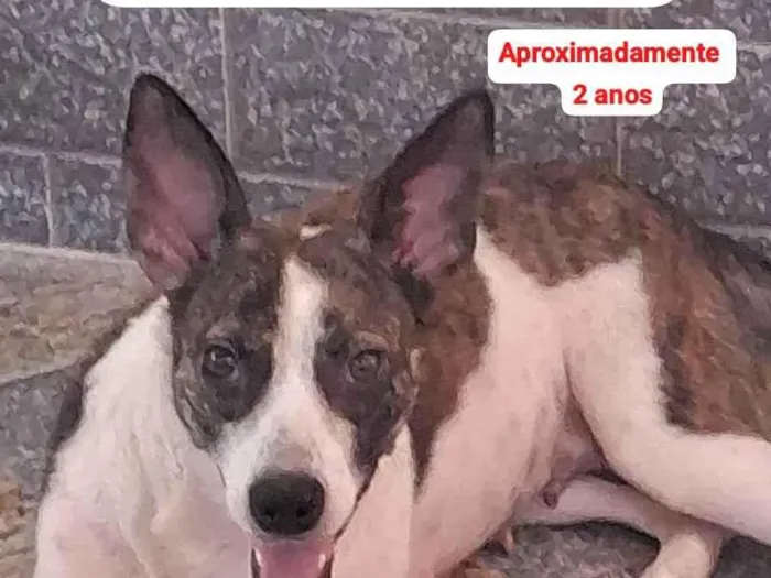 Cachorro ra a SRD-ViraLata idade 2 anos nome Mãezinha 