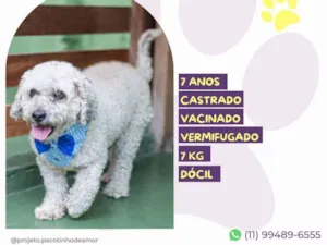 Cachorro raça SRD-ViraLata idade 6 ou mais anos nome Jack