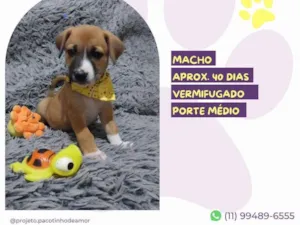 Cachorro raça SRD-ViraLata idade Abaixo de 2 meses nome Joaquim