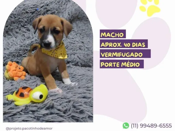 Cachorro ra a SRD-ViraLata idade Abaixo de 2 meses nome Joaquim