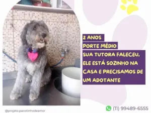 Cachorro raça SRD-ViraLata idade 2 anos nome Mahalo