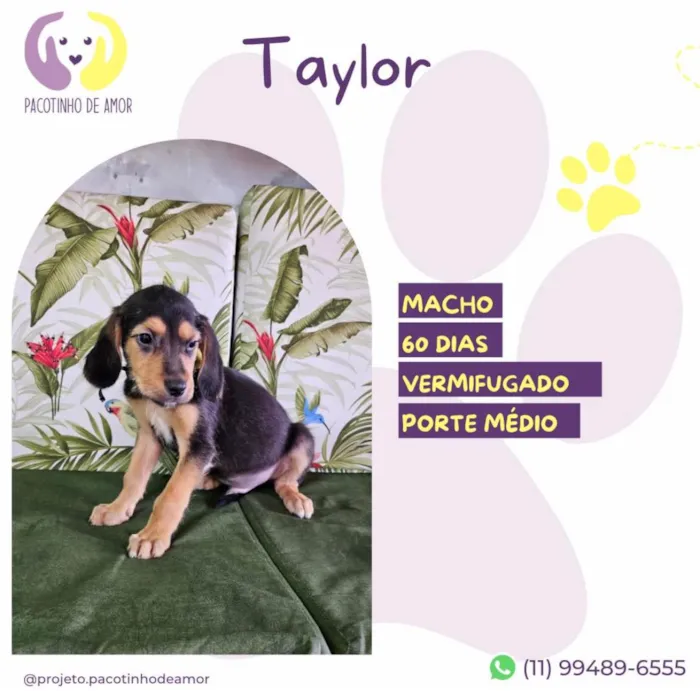 Cachorro ra a SRD-ViraLata idade 2 a 6 meses nome Taylor