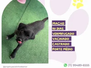 Cachorro raça SRD-ViraLata idade 2 a 6 meses nome Otto