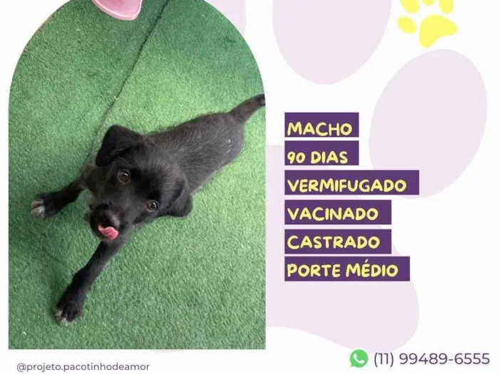 Cachorro ra a SRD-ViraLata idade 2 a 6 meses nome Otto
