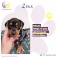 Zeus