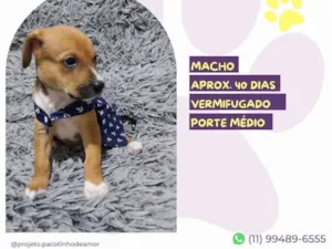 Cachorro raça SRD-ViraLata idade 2 a 6 meses nome Romeu 