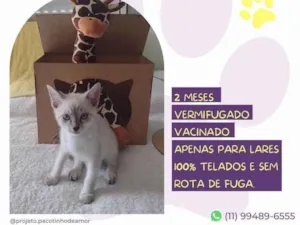 Gato raça SRD-ViraLata idade 2 a 6 meses nome Pipoca 
