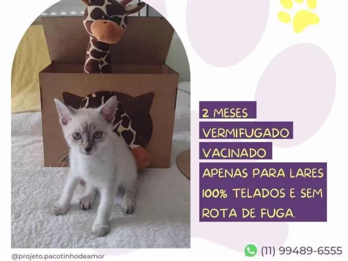 Gato ra a SRD-ViraLata idade 2 a 6 meses nome Pipoca 