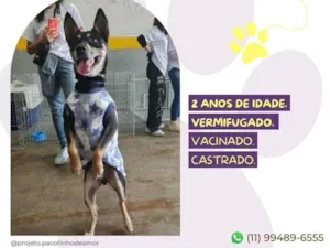 Cachorro raça SRD-ViraLata idade 2 anos nome Stark