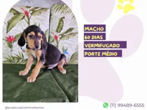 Cachorro raça SRD-ViraLata idade 2 a 6 meses nome Taylor