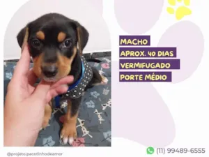 Cachorro raça SRD-ViraLata idade 2 a 6 meses nome Zeus