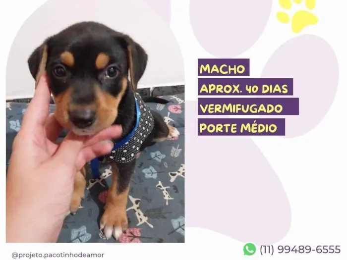 Cachorro ra a SRD-ViraLata idade 2 a 6 meses nome Zeus