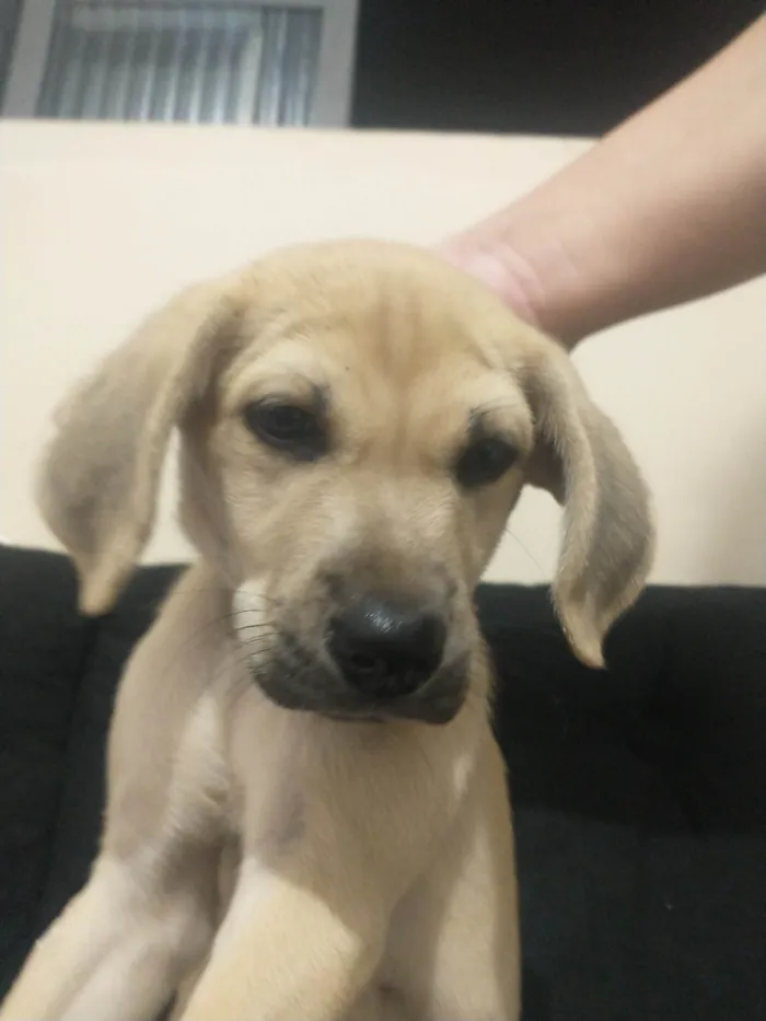 Cachorro ra a Labrador Retriever  idade Abaixo de 2 meses nome Rambinho 