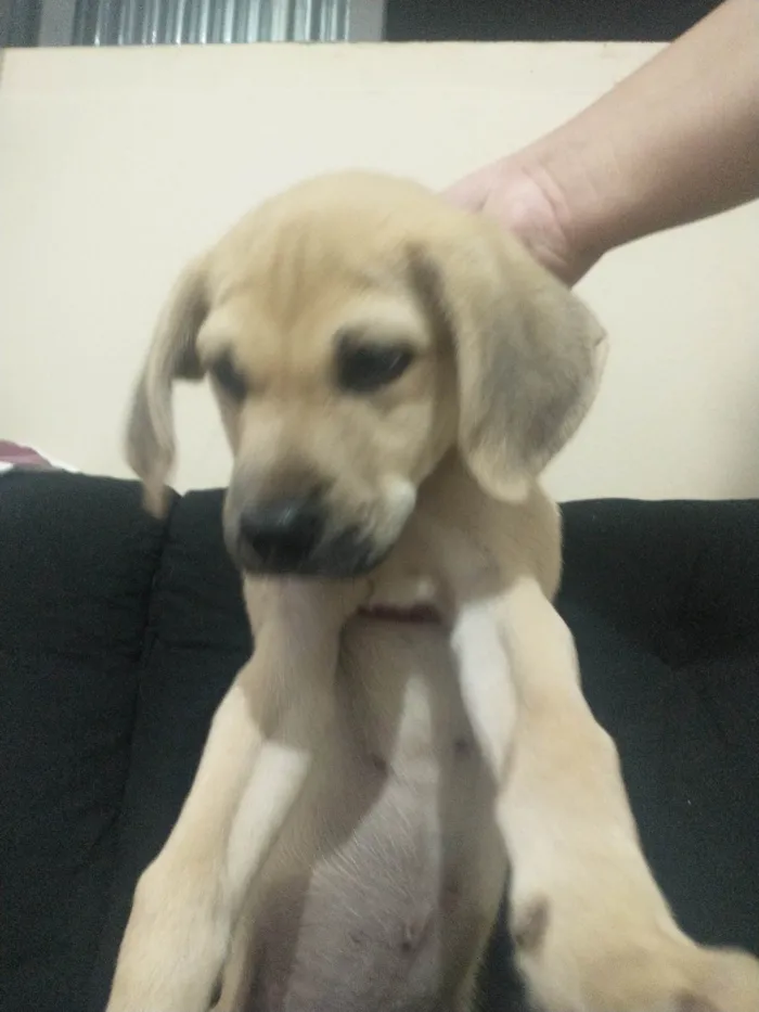 Cachorro ra a Labrador Retriever  idade Abaixo de 2 meses nome Rambinho 