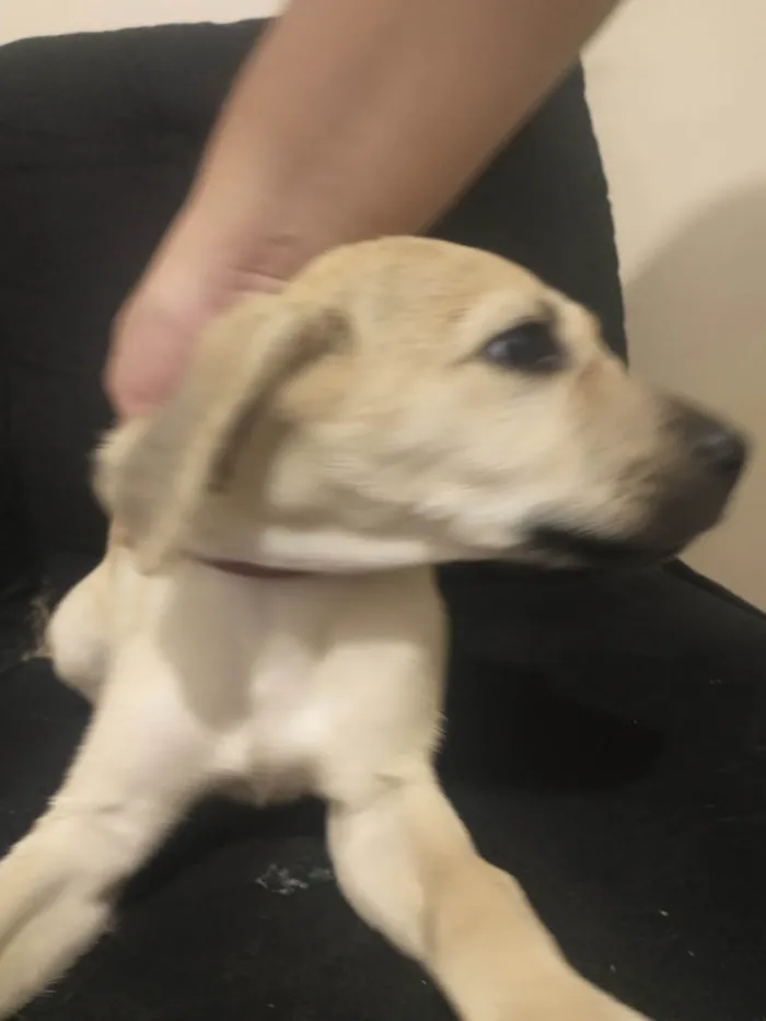 Cachorro ra a Labrador Retriever  idade Abaixo de 2 meses nome Rambinho 