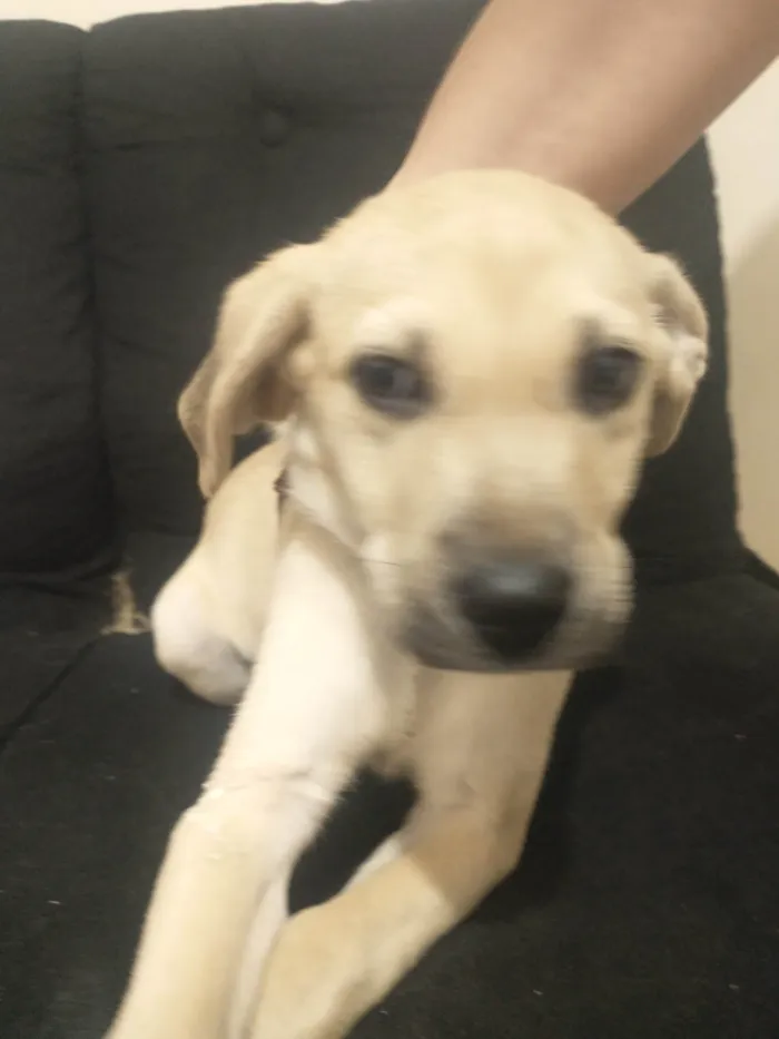 Cachorro ra a Labrador Retriever  idade Abaixo de 2 meses nome Rambinho 