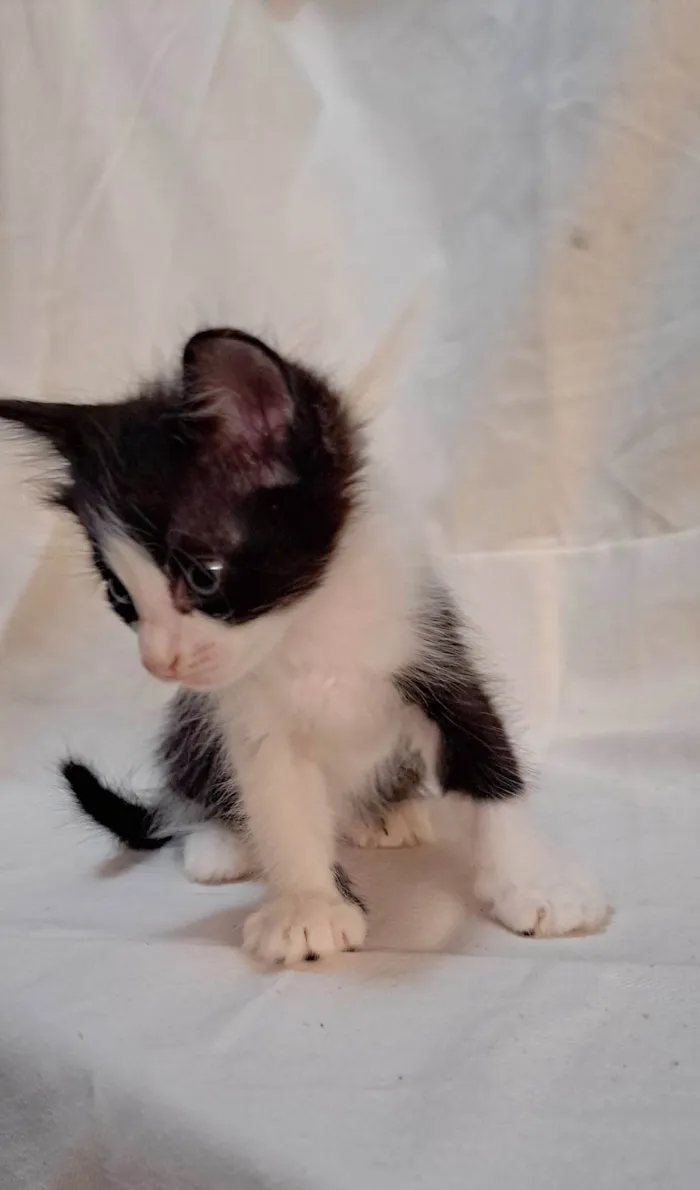 Gato ra a SRD-ViraLata idade Abaixo de 2 meses nome Peach