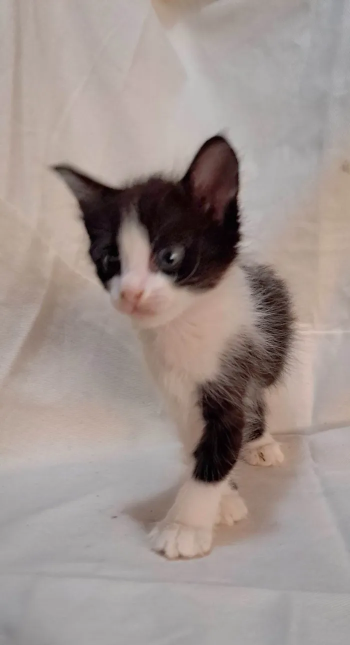 Gato ra a SRD-ViraLata idade Abaixo de 2 meses nome Peach