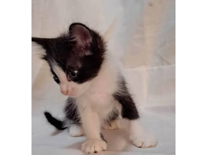 Gato ra a SRD-ViraLata idade Abaixo de 2 meses nome Peach