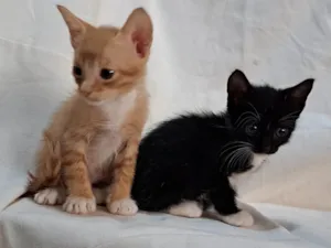 Gato raça SRD-ViraLata idade Abaixo de 2 meses nome Kiwi