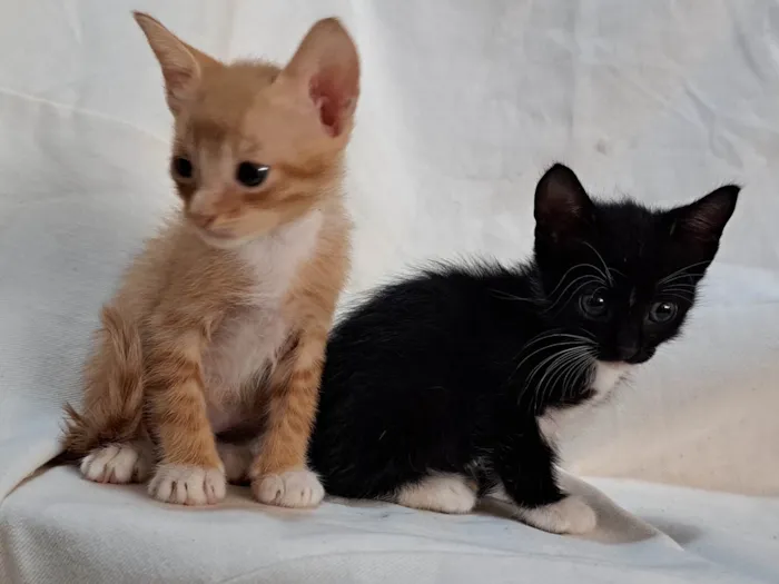 Gato ra a SRD-ViraLata idade Abaixo de 2 meses nome Kiwi