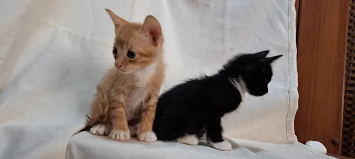 Gato ra a SRD-ViraLata idade Abaixo de 2 meses nome Kiwi