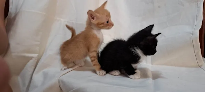 Gato ra a SRD-ViraLata idade Abaixo de 2 meses nome Kiwi