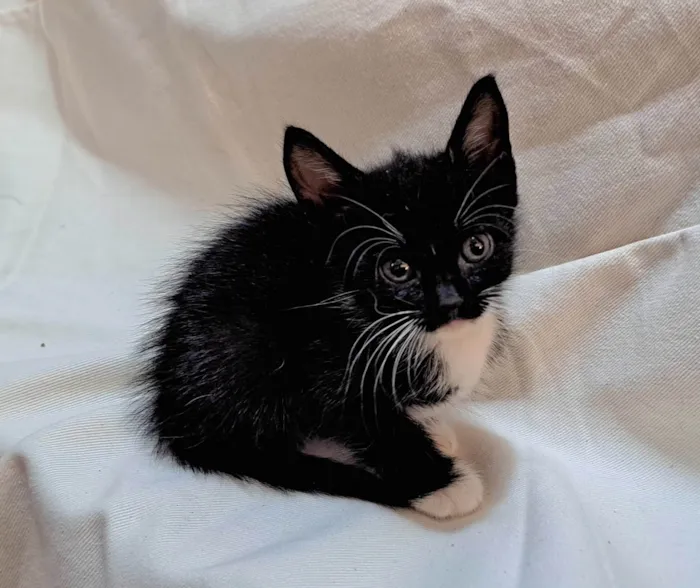 Gato ra a SRD-ViraLata idade Abaixo de 2 meses nome Apple