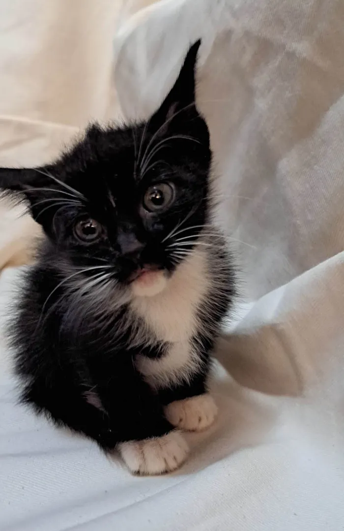 Gato ra a SRD-ViraLata idade Abaixo de 2 meses nome Apple