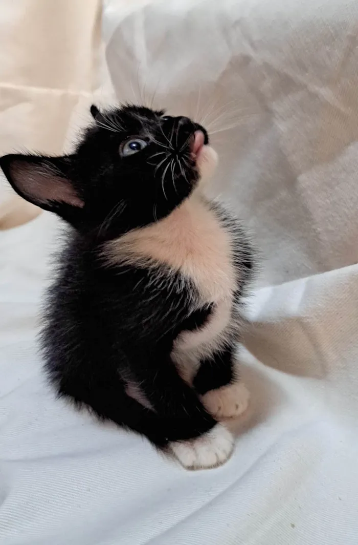 Gato ra a SRD-ViraLata idade Abaixo de 2 meses nome Apple