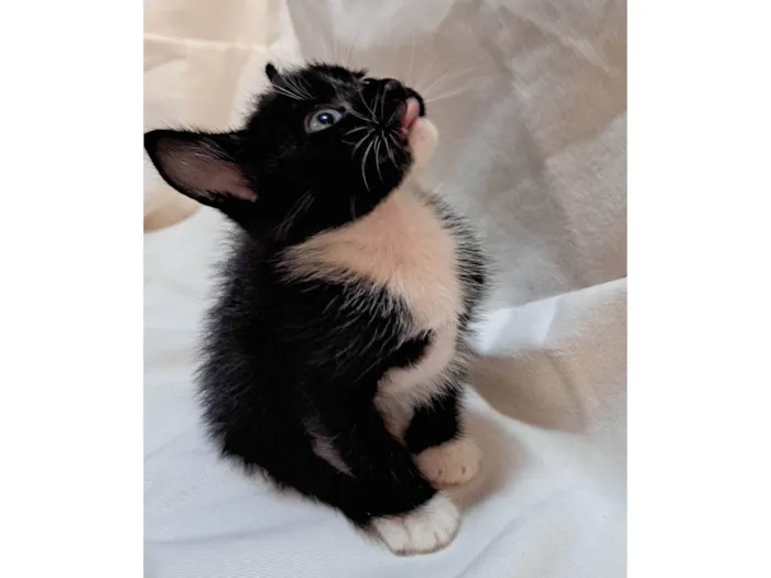 Gato ra a SRD-ViraLata idade Abaixo de 2 meses nome Apple