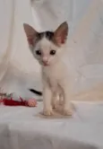 Açaí 