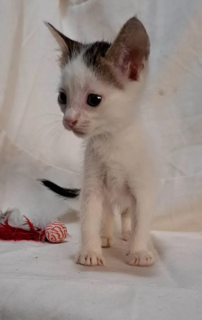 Gato ra a SRD-ViraLata idade Abaixo de 2 meses nome Açaí 