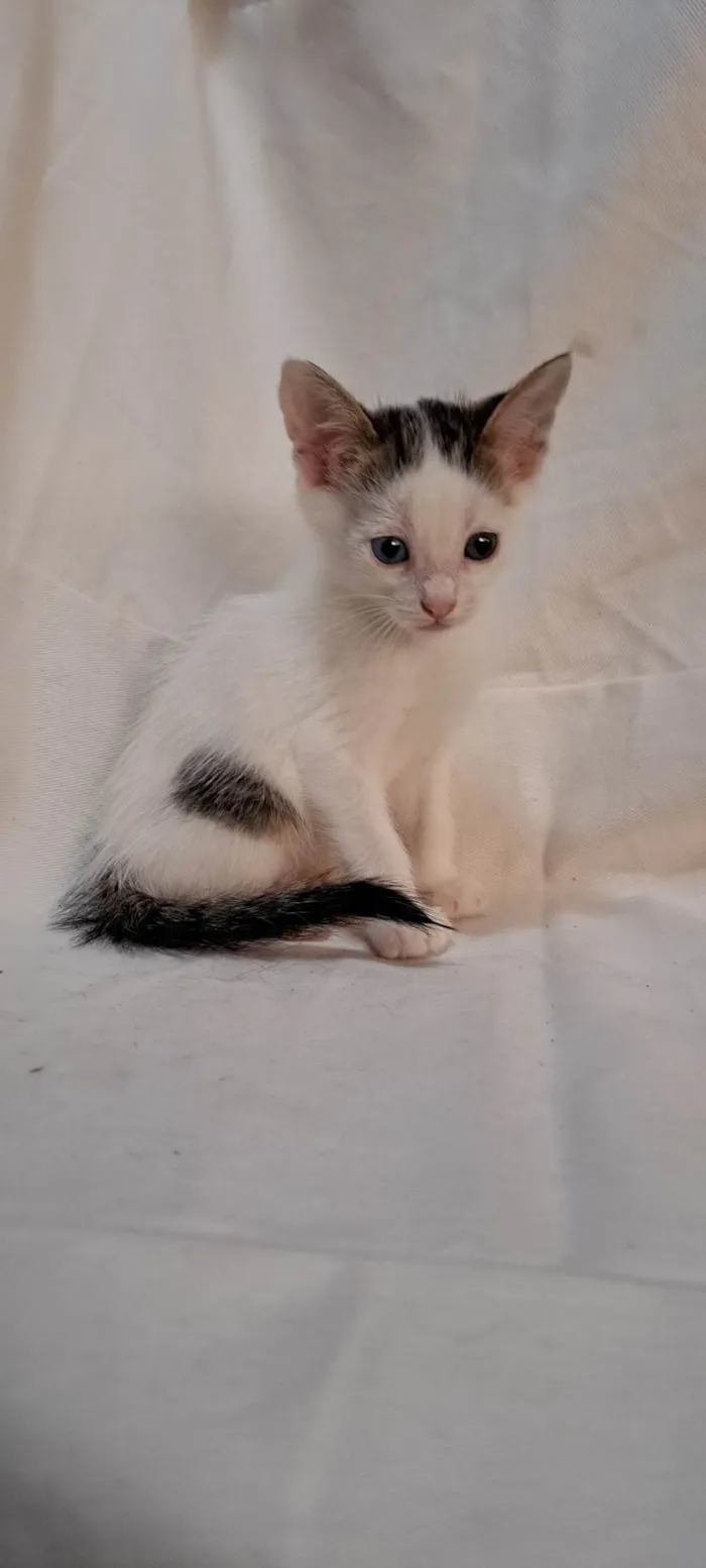 Gato ra a SRD-ViraLata idade Abaixo de 2 meses nome Açaí 