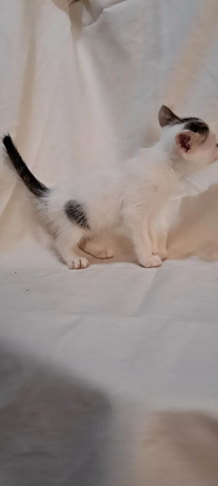 Gato ra a SRD-ViraLata idade Abaixo de 2 meses nome Açaí 