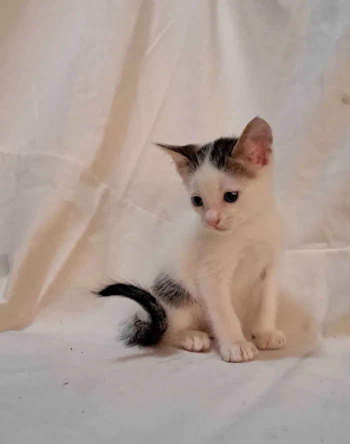 Gato ra a SRD-ViraLata idade Abaixo de 2 meses nome Açaí 