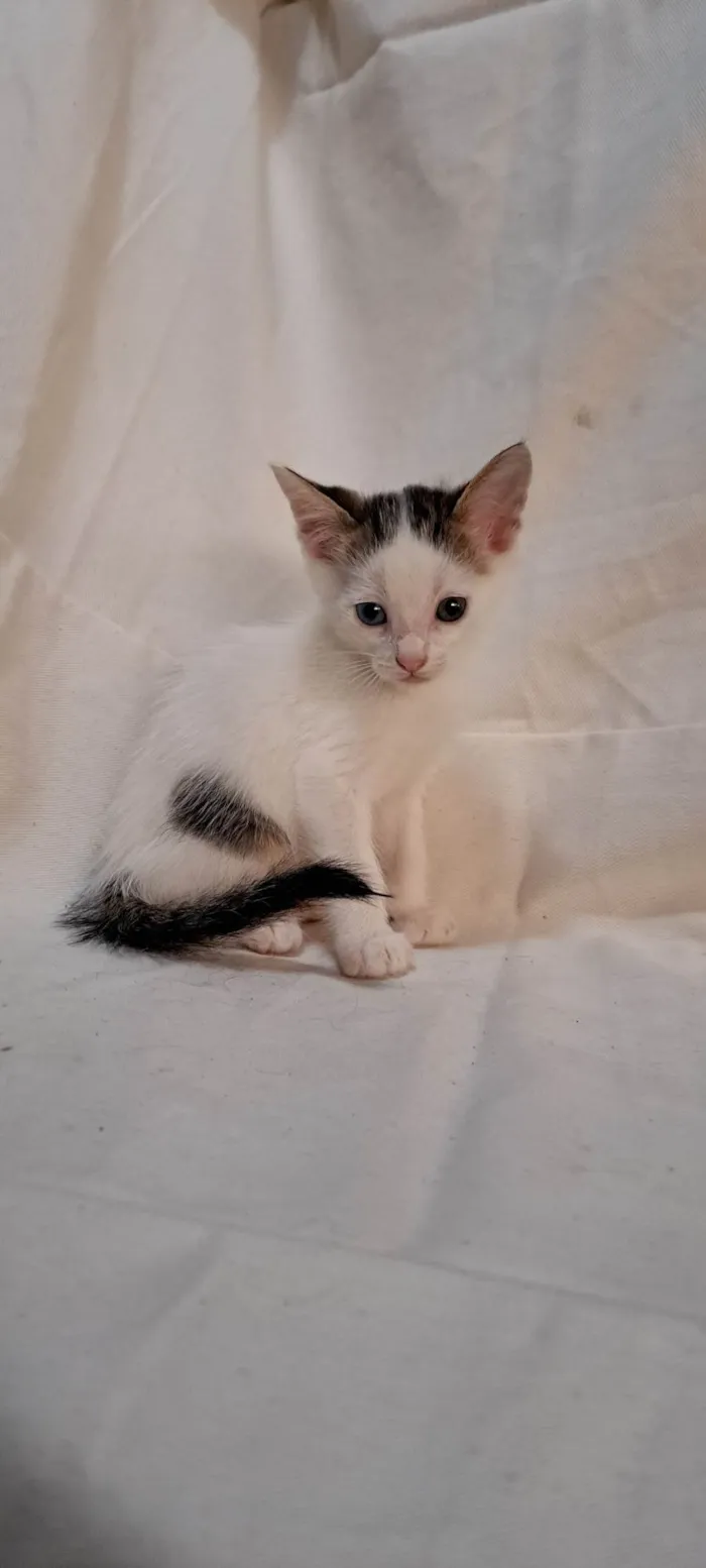 Gato ra a SRD-ViraLata idade Abaixo de 2 meses nome Açaí 