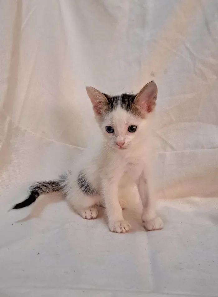 Gato ra a SRD-ViraLata idade Abaixo de 2 meses nome Açaí 