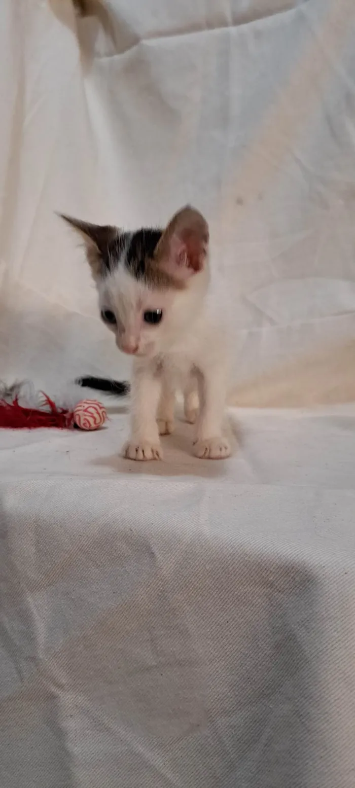 Gato ra a SRD-ViraLata idade Abaixo de 2 meses nome Açaí 