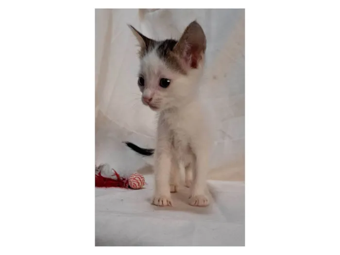 Gato ra a SRD-ViraLata idade Abaixo de 2 meses nome Açaí 
