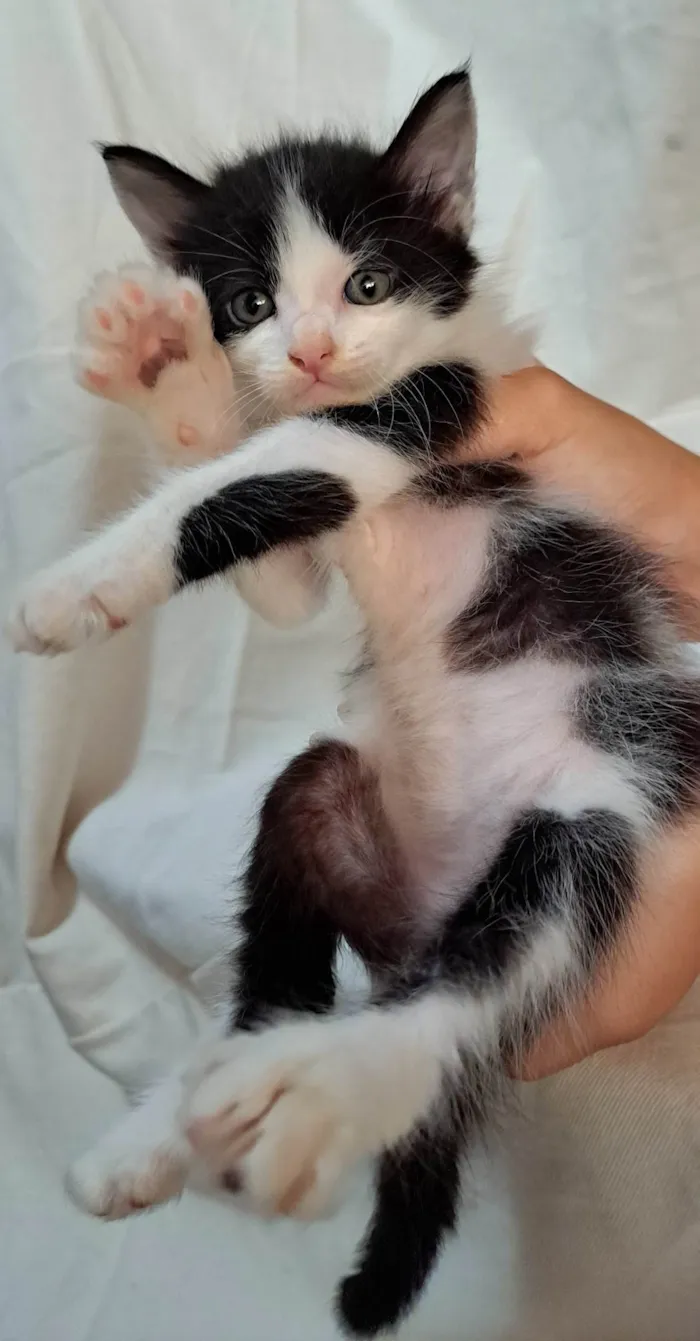 Gato ra a SRD-ViraLata idade Abaixo de 2 meses nome Melon