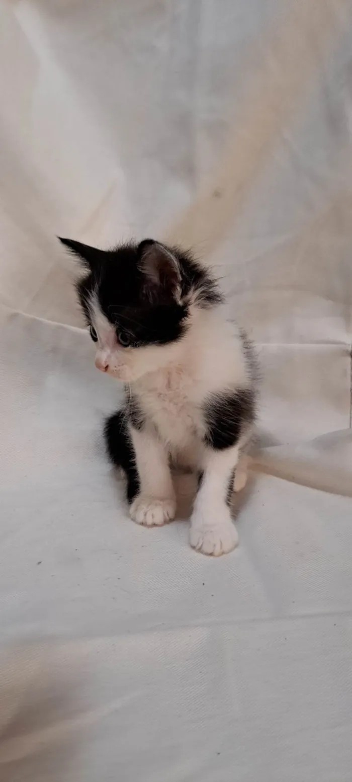 Gato ra a SRD-ViraLata idade Abaixo de 2 meses nome Melon