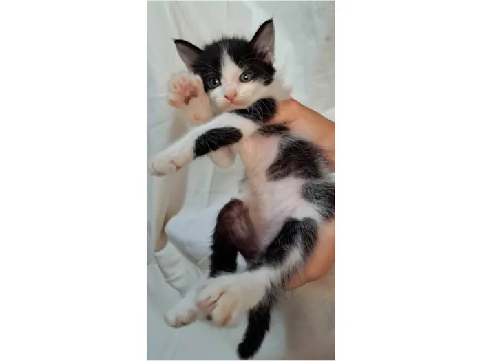 Gato ra a SRD-ViraLata idade Abaixo de 2 meses nome Melon