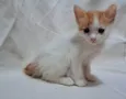 Caqui