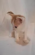 Caqui
